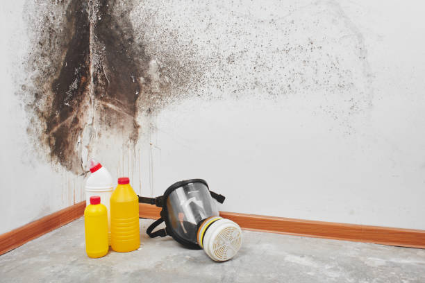 Trusted Madison, AL Mold Remediation Experts